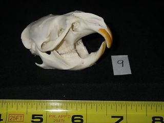   skull Head bone animal craft trapping Taxidermy Biology Science 9