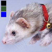 ferret collar in Small Animal Supplies
