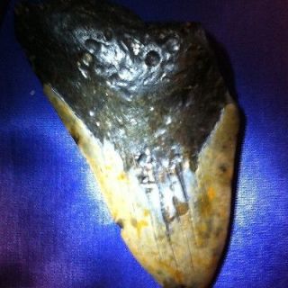 Inch Megalodon Shark Tooth. Massive Teeth
