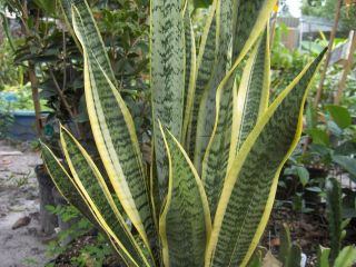 Variegated Mother in law Tongue Snake Houseplant Sansevieria 