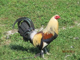 gamefowl hatching eggs in Agriculture & Forestry