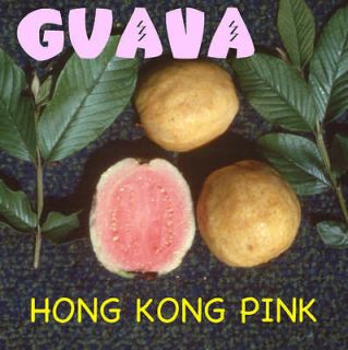 guava trees in Flowers, Trees & Plants