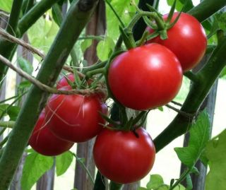 Brandywine Cherry Red Tomato Plant Seeds   Rare Organic Heirloom Open 