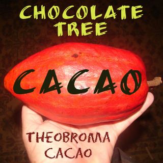 CHOCOLATE Trees ~Fruit of Gods~ Theobroma CACAO PLANT LIVE 2 