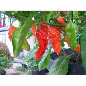 Bhut Jolokia “Ghost” Worlds Hottest Chili Pepper 25 Seeds