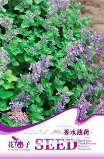Perfume Catnip Seed ★ 40 Herb Seeds Mint Potted Lovely Popular Plant 