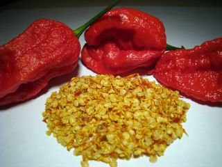   (100) Bhut Jolokia ORGANIC Ghost Chili Pepper Seeds + FREE SAMPLE