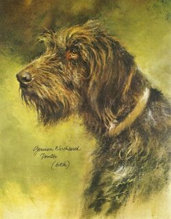 Collectibles  Animals  Dogs  German Wirehaired Pointer