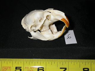   skull Head bone animal craft trapping Taxidermy Biology Science 6