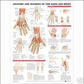 Injuries of Hand & Wrist Anatomical Chart/Charts/Model