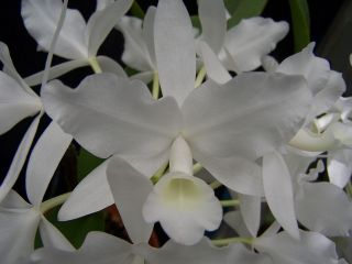   skinneri alba Cherokee x self orchid species plant pure alba NBS