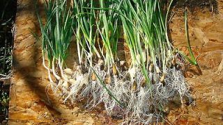 Newly listed 30 GERMAN RED   HARDNECK GARLIC BARE ROOT PLANTS   NOW 