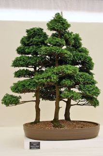 Hinoki Cypress, Chamaecyparis Obtusa, Tree Seeds