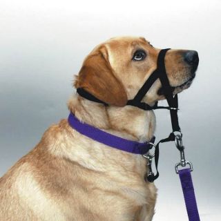 no pull dog harness in Harnesses