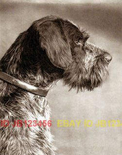 GERMAN WIREHAIRED POINTER RETRIEVES DUCK 8 x 10 DOG PRINT MOUNTED 