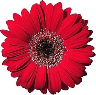 24 x RED GERBERA FLOWERS EDIBLE CUP CAKE TOPPERS WAFER RICE PAPER G2