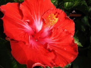 Tropical Exotic Cajun Hibiscus Plant Vermillion Queen