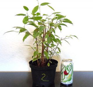 Variegated leaf Ficus tree for shohin bonsai forest grove style #2