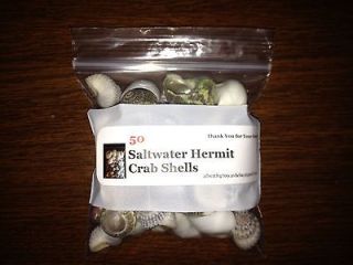 100 Saltwater Hermit Crab Shells (New, Better Shells!)