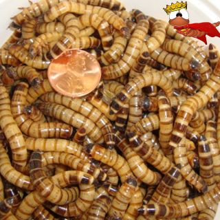   Worms 100ct reptile food trout fishing freshwater bait 