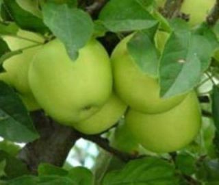 Granny Smith Apple Tree  5 Seeds  Harvest Green & Crisp Apple