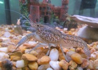 Marbled Self Cloning Live Freshwater Crayfish