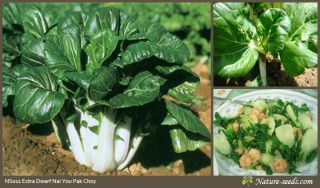   Nai You Pak Choy/Bok Choy White Stem Vegetable Heirloom Plant Seeds