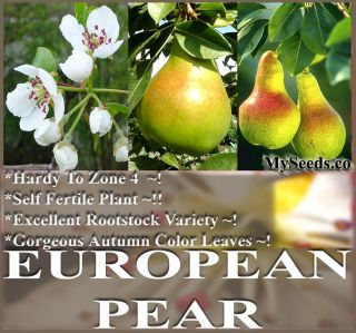   Pear, Domestic Pear TREE SEEDS Pyrus communis COLD HARDY TO ZONE 4