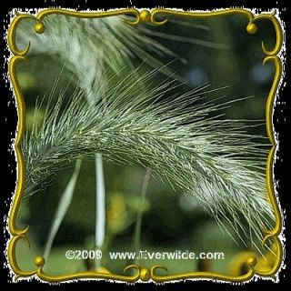 Canada Wild Rye   Jumbo Wild Grass Seed Packet (1000)