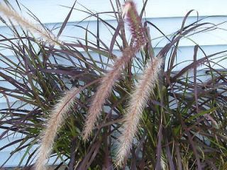 500     PUR​PLE FOUNTAIN GRASS     SEED​  PLANT A HUGE PATCH
