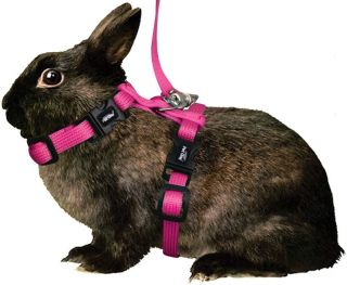 guinea pig harness in Small Animal Supplies