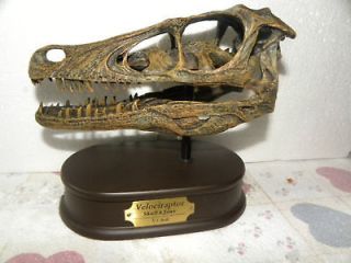 Dinosaur Velociraptor Skull Model Top quality with stand and name 