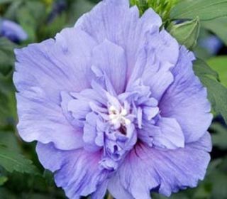 Blue Chiffon Hibiscus 10 seeds  after 1st pkg on all 
