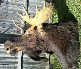 moose head mount in Sporting Goods