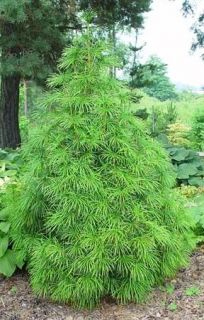 Japanese Umbrella Pine, Sciadopitys verticillata, Tree Seeds