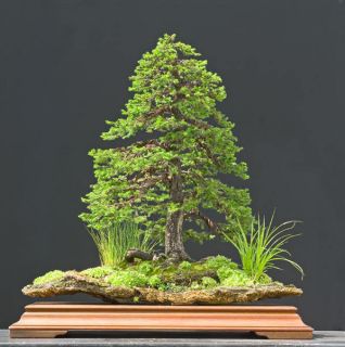 Jezo Spruce, Picea jezoensis, Tree Seeds (Bonsai, Fast, Evergreen)