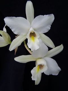 Laelia anceps WALLBRUNN x RIO VERDE orchid plant species cattleya 