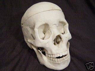 Bucky Skeleton Human Skull Life Size, Halloween Props