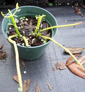   tirucalli Pencil Cactus Firesticks rooted LIVE plant Succulent