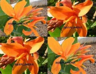 canna lily bulbs in Flowers, Trees & Plants