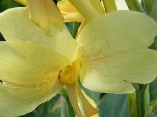 10SEEDS YELLOW WITH RED SPOT CANNA LILY + Free Document