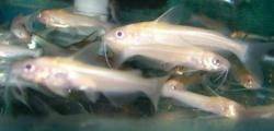 Albino Channel Catfish, Live Koi Pond Fish  free ship