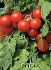 50 seeds Organic, Heirloom Large Red Cherry Tomato Seeds New seeds 
