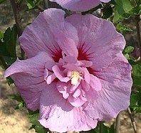 Lavender Chiffon Hibiscus 10 seeds  after 1st pkg on all 