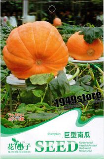 Newly listed 5 SEED Pumpkin seed DILLS ATLANTIC GIANT 1689 LB B032