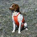 Tummy Saver Dog Hunting Vest Blaze Orange Large 