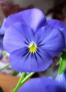 NOTE CARD picture of PANSY / VIOLA 7X5 blank inside for your personal 