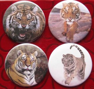 Set of 4 WILD TIGER animal badge pin button or magnet