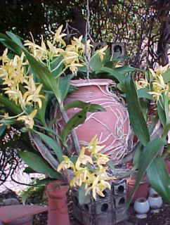 terracotta pots in Home & Garden