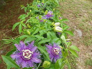   True Passion Flower Plant (Passiflora Incarnata) Maypop Live Plant